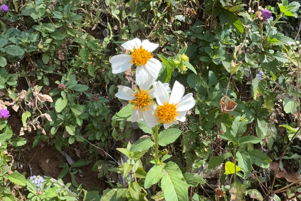 ein blühender Behaarter Zweizahn- Bidens pilosa