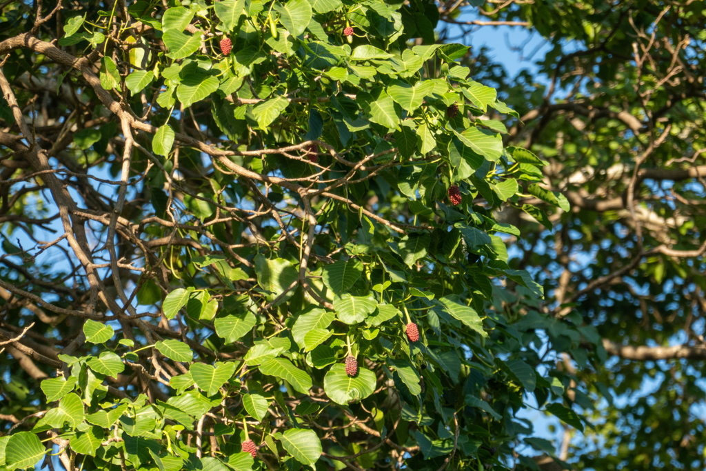 Früchte des Maulbeerbaumes in der Nachmittagssonne