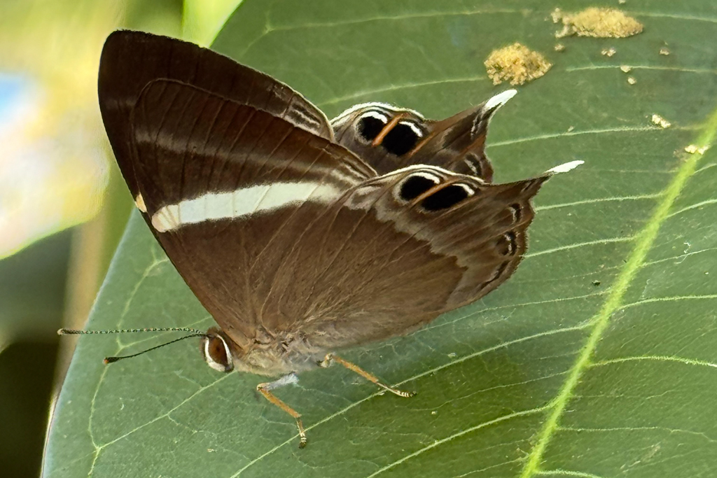 Ein prächtiger Schwalbenschwanz Schmetterling