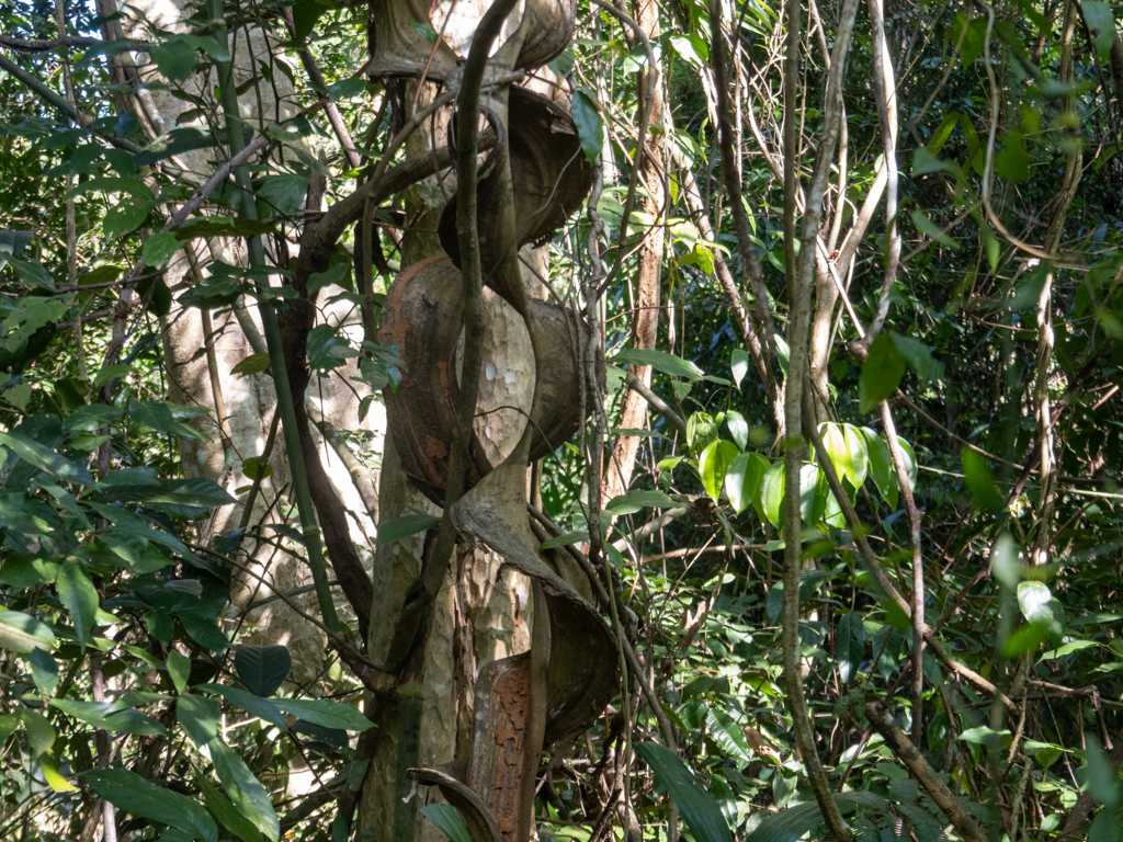 breite Lianen und Luftwurzeln winden sich an einem Baum empor