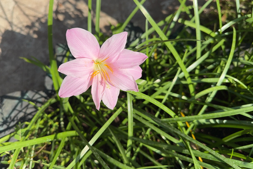 Eine blühende Lilie am Wegesrand