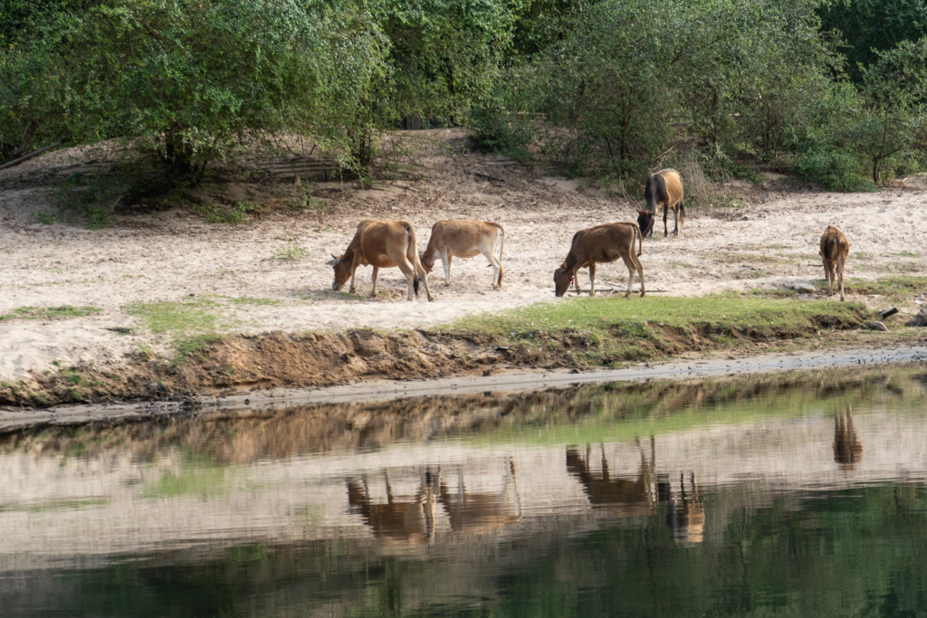 Eine Rinderherde grast friedlich am Flussufer