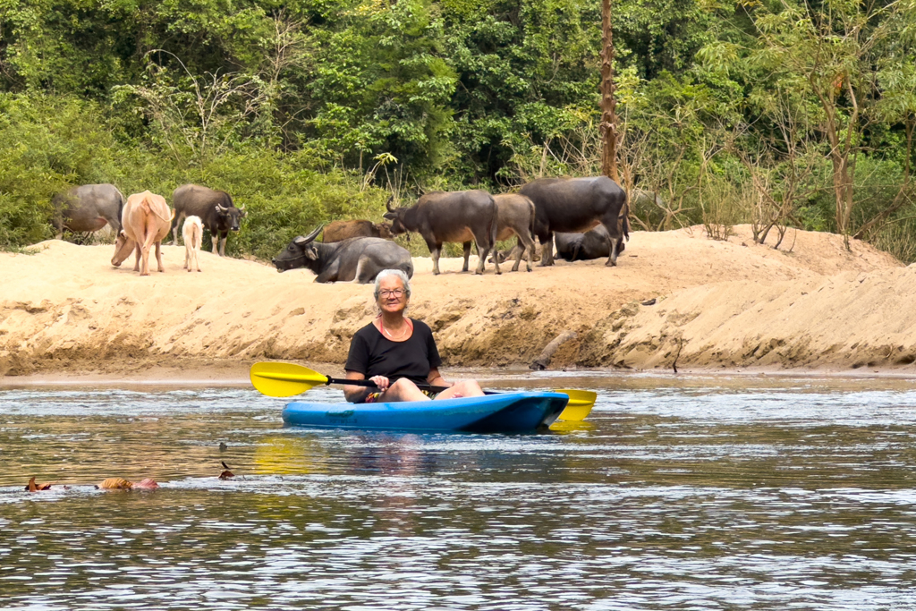 Ma treibt in einer stillen Stelle. Die Wasserbüffel nehmen es gemütlich