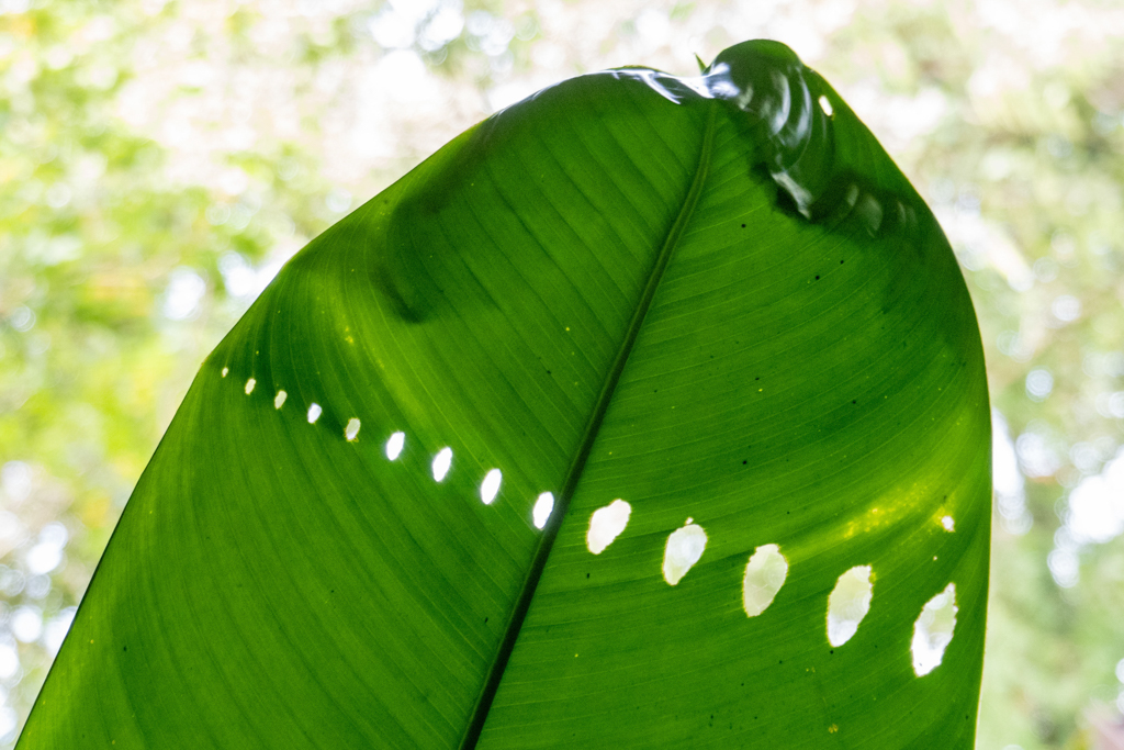 da hat wohl ein Käfer an einem vorher eingerolltem Blatt gefressen.