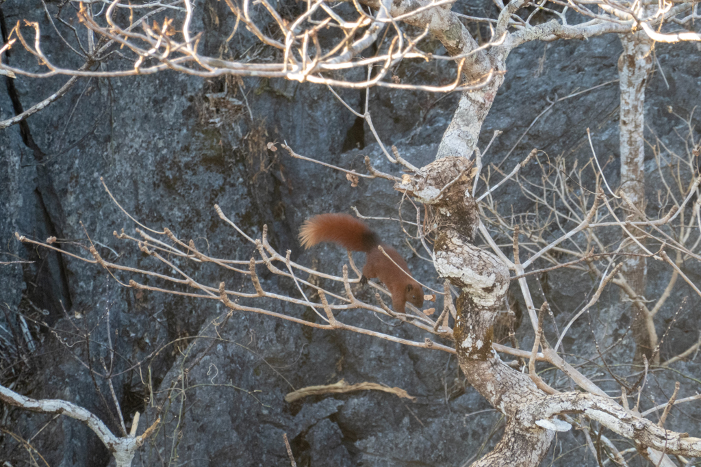 Eine braunes Eichhörnchen sucht nach kleinen Knospen als Futter