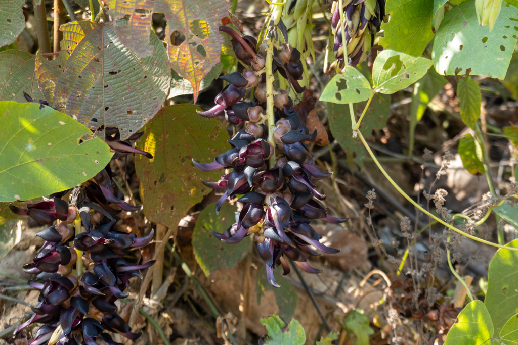 Eine dunkel-violett blühende Bohnenart entlang des Weges zum Viewpoint