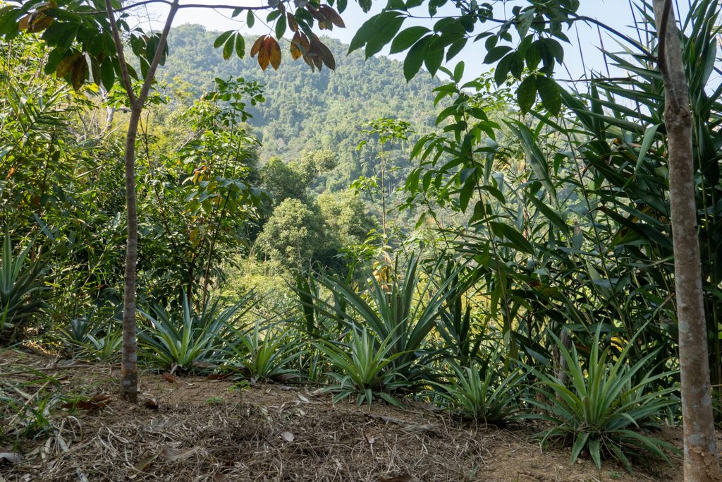 kleine Ananas-Stauden in einer Mischkultur