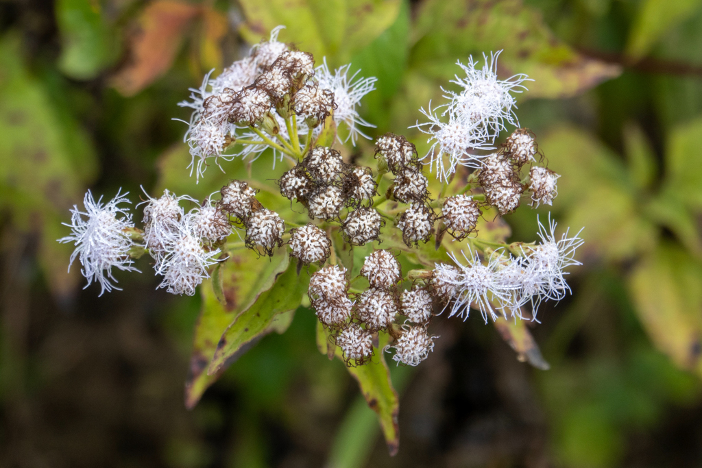 Chromolaena odorate, eine Korblüterpflanze am Wegesrand