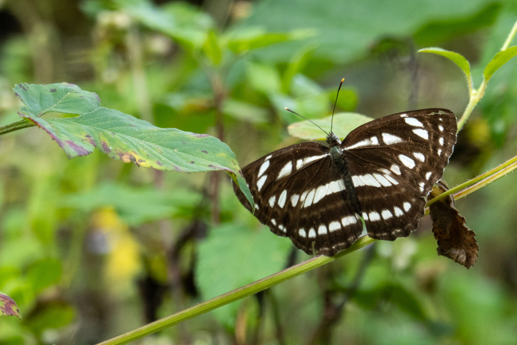 Der Seemann, Neptis hylas. Ein Nymphfenfalster breitet die Flügel aus