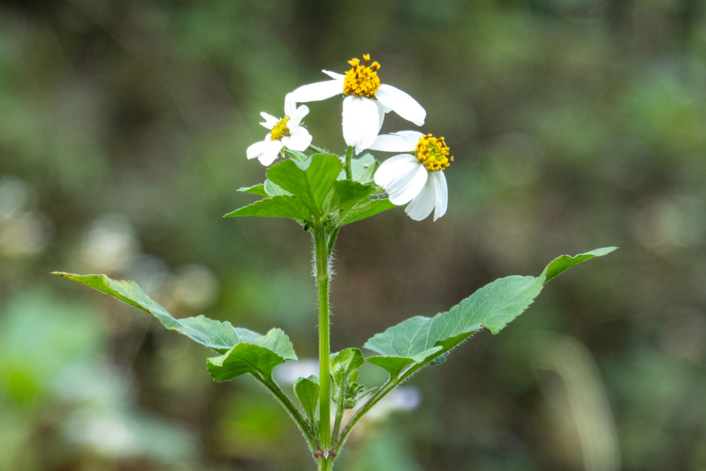 Eine blühende Schmetterliungsnadel- Bidens alba