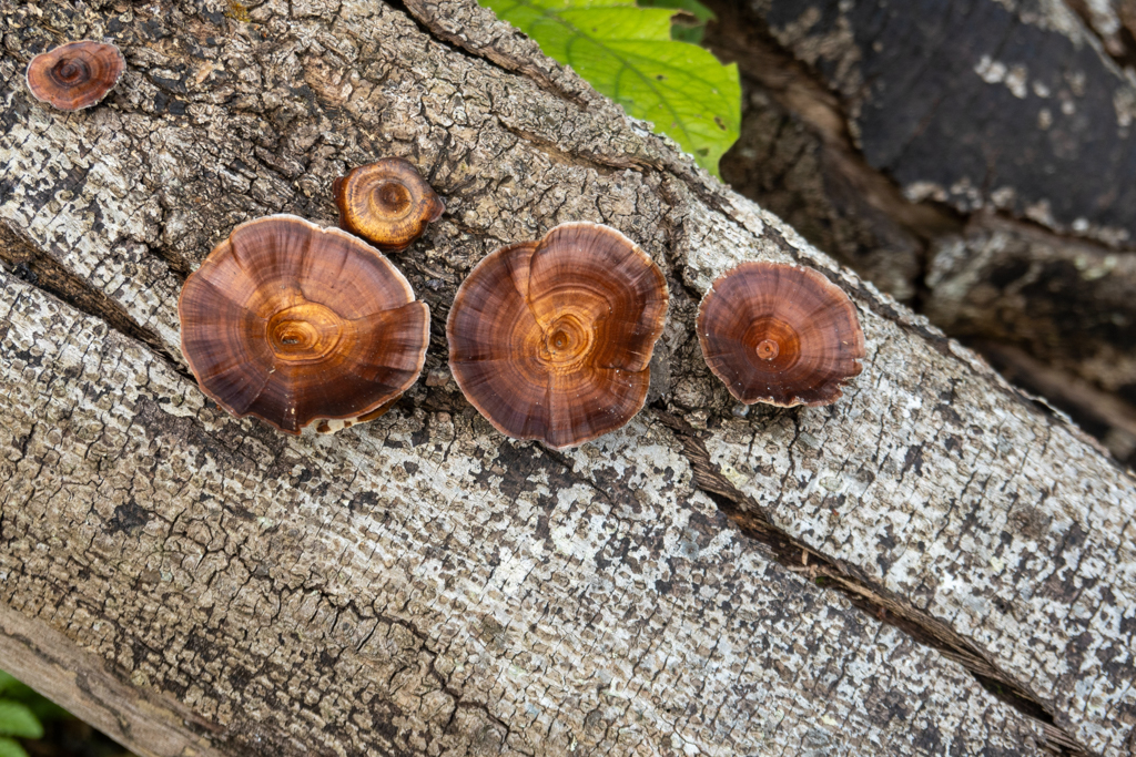 Ein paar Pilze auf einen abgestorbenen Baum - Microporus xanthopus