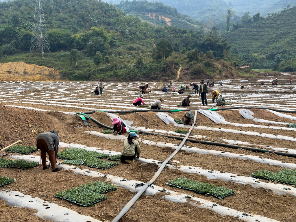 Statt Reisfelder für die eigene Landwirtschaft werden Peanutsfelder für die Chinesen angelegt