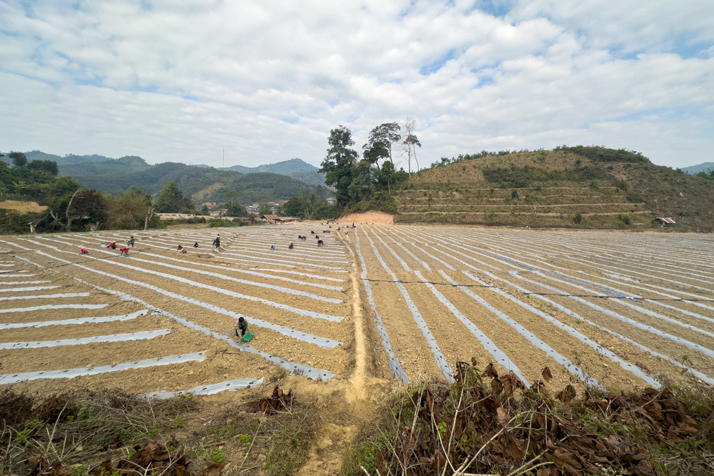 Statt Reisfelder für die eigene Landwirtschaft werden Peanutsfelder für die Chinesen angelegt