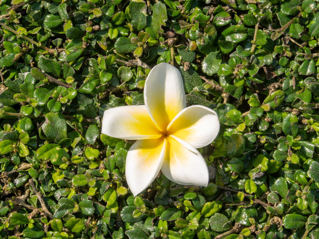 Eine Fragipani-Blüte liegt heruntergefallen auf der Hecke - Plumeria ruba