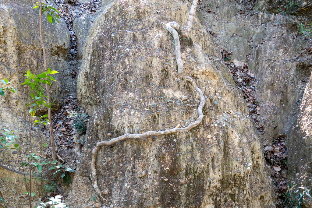 Eine Baumwurzel schlängelt sich Halt und Nahrung suchend auf dem Felsen