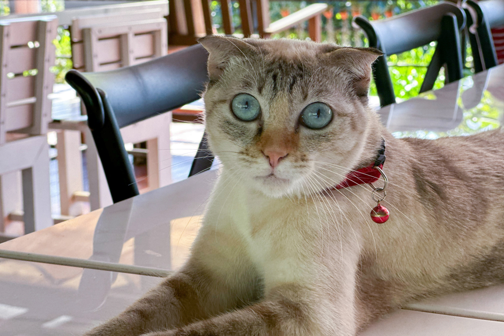 Die traurig dreinschauende Crump Cat mit ihren hellblauen Augen