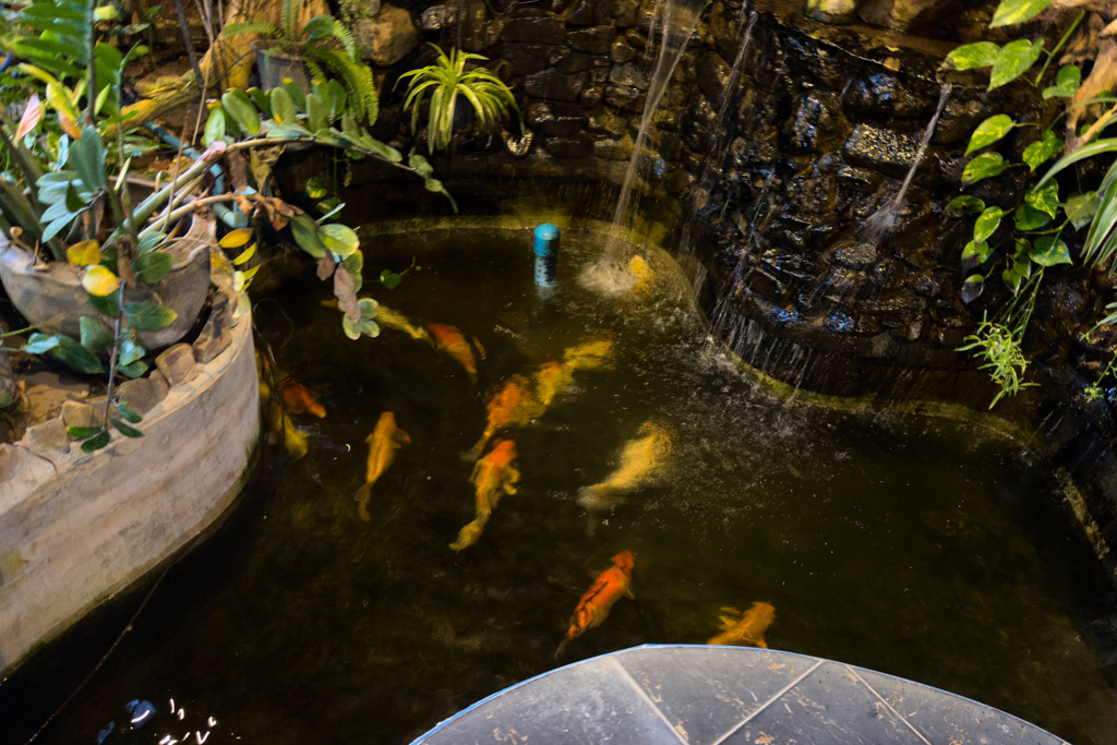 Auch wenn es für die Fische trist ist immer im Kreis zu schwimmen. Es ist sauberes Wasser und sie bekommen Sauerstoff