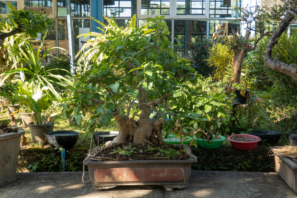 vor dem Eingang zum Restaurant stehen Zierpflanzen und einige Bonsai Bäume