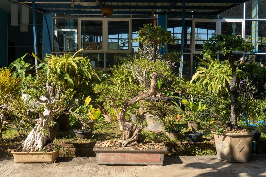vor dem Eingang zum Restaurant stehen Zierpflanzen und einige Bonsai Bäume