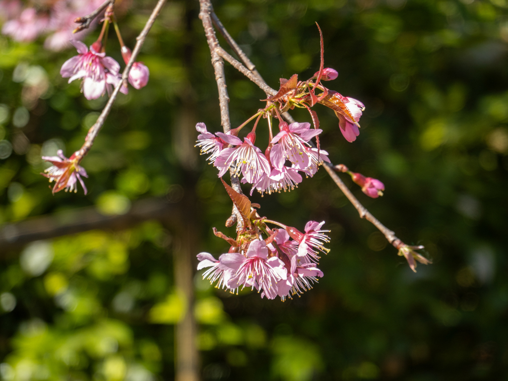 die erste Kirschblüte in diesem Jahr