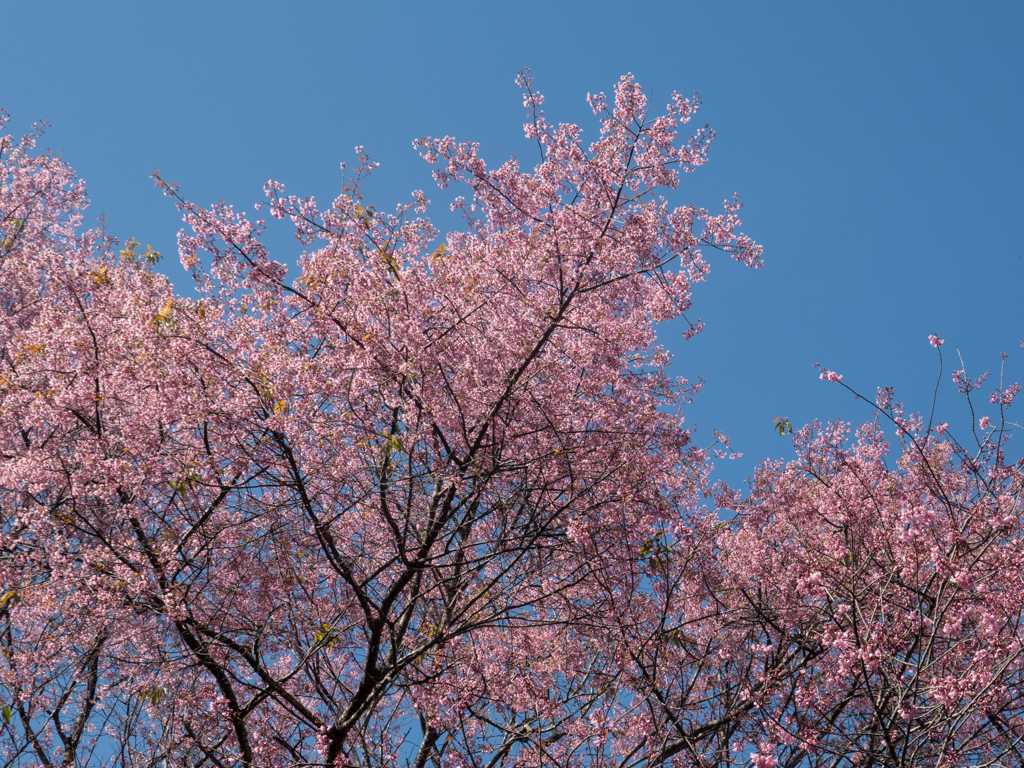 die erste Kirschblüte in diesem Jahr