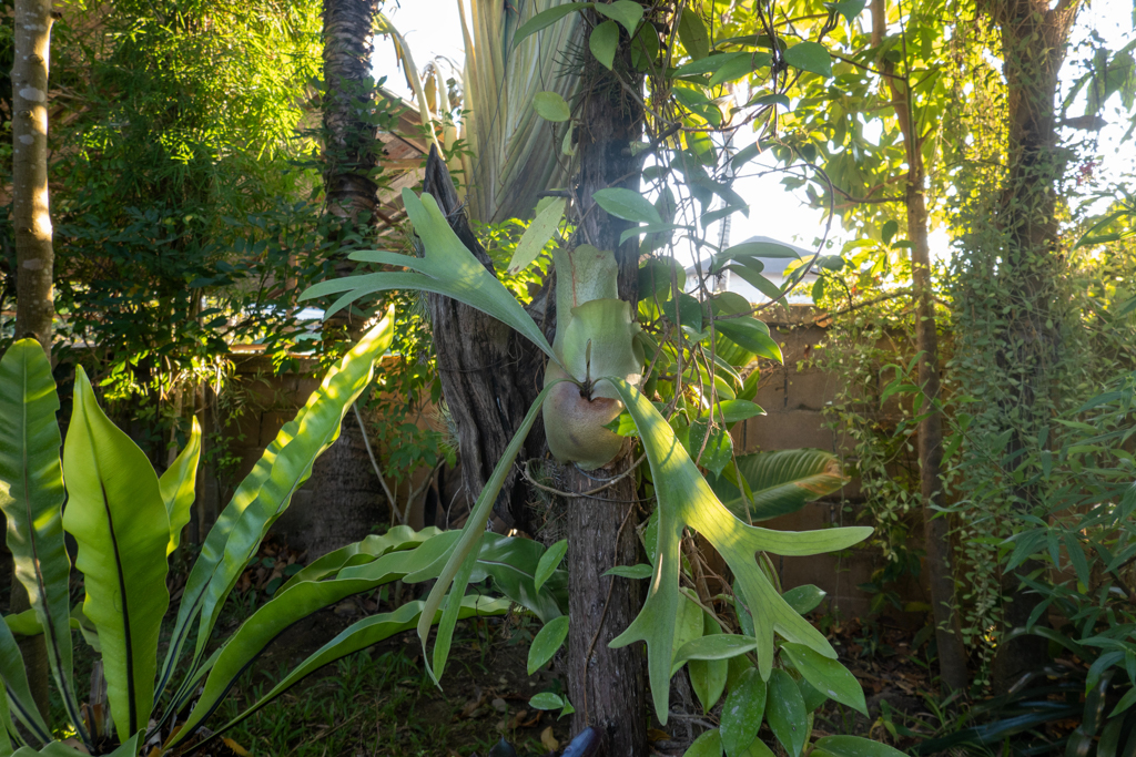 Ein Hirschhornfarn im Garten des Guesthouses