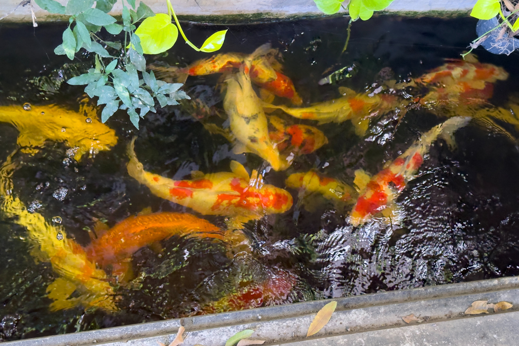 Prächtige Koi Karpfen im Wassergraben der Unterkunft