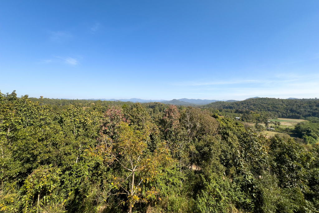 Aussicht von unserem Balkon auf das grüne Blätterdach und Landschaftt