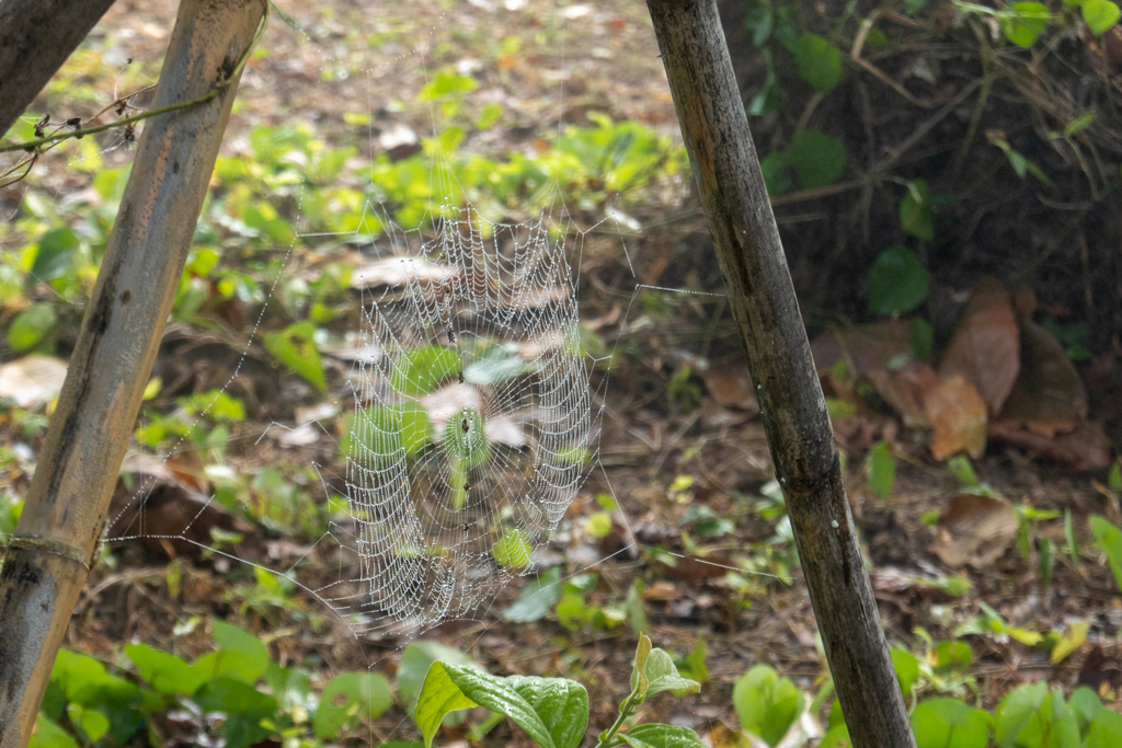 Tautropfen hängen an einem Spinnennetz