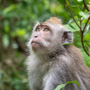 Monkey Forest in Ubud