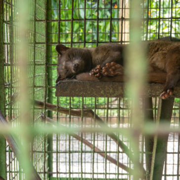 Munduk, Luwak und Swastika