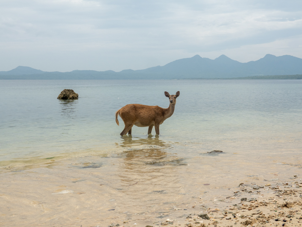 Als wäre es ganz natürlich. Eine Hirschkuh im Meer..