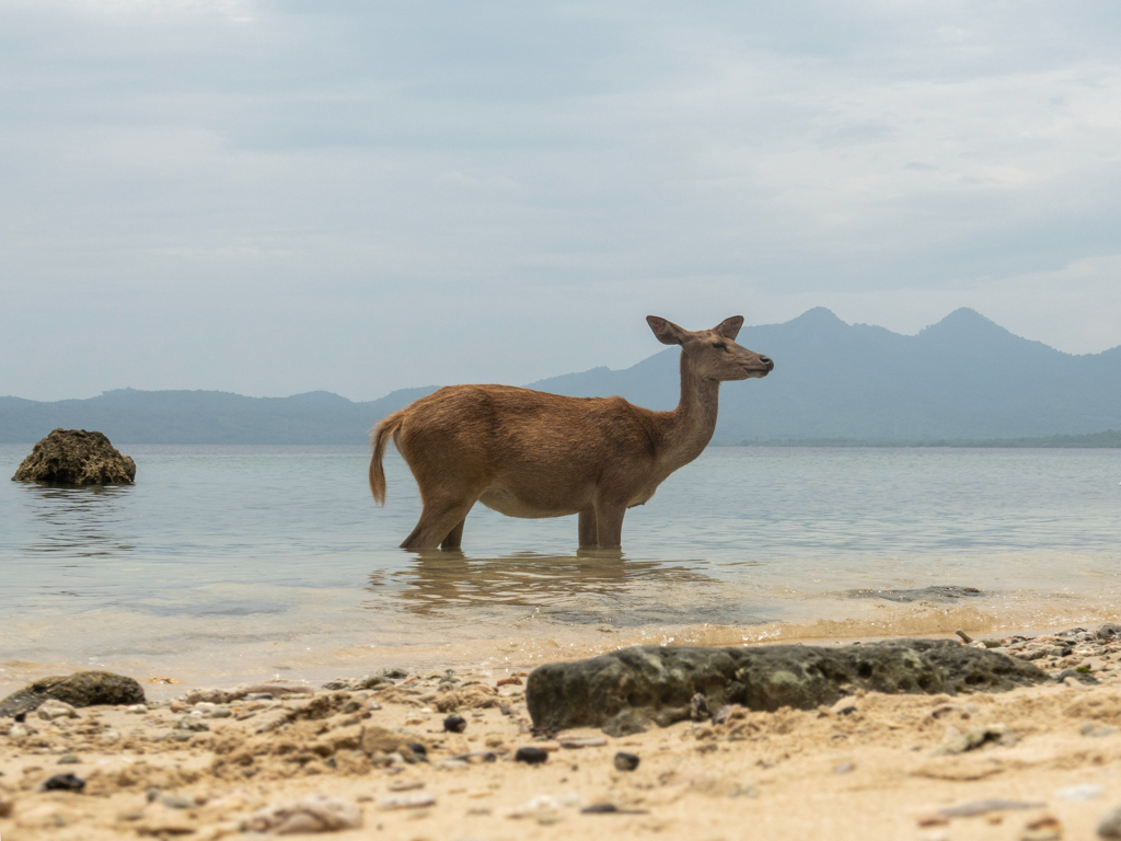 Als wäre es ganz natürlich. Eine Hirschkuh im Meer..