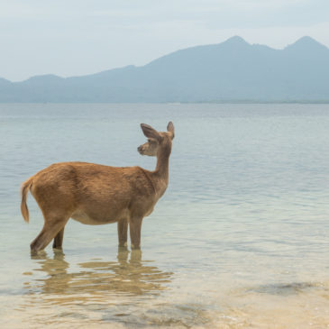 Schnorchelparadies im Nationalpark