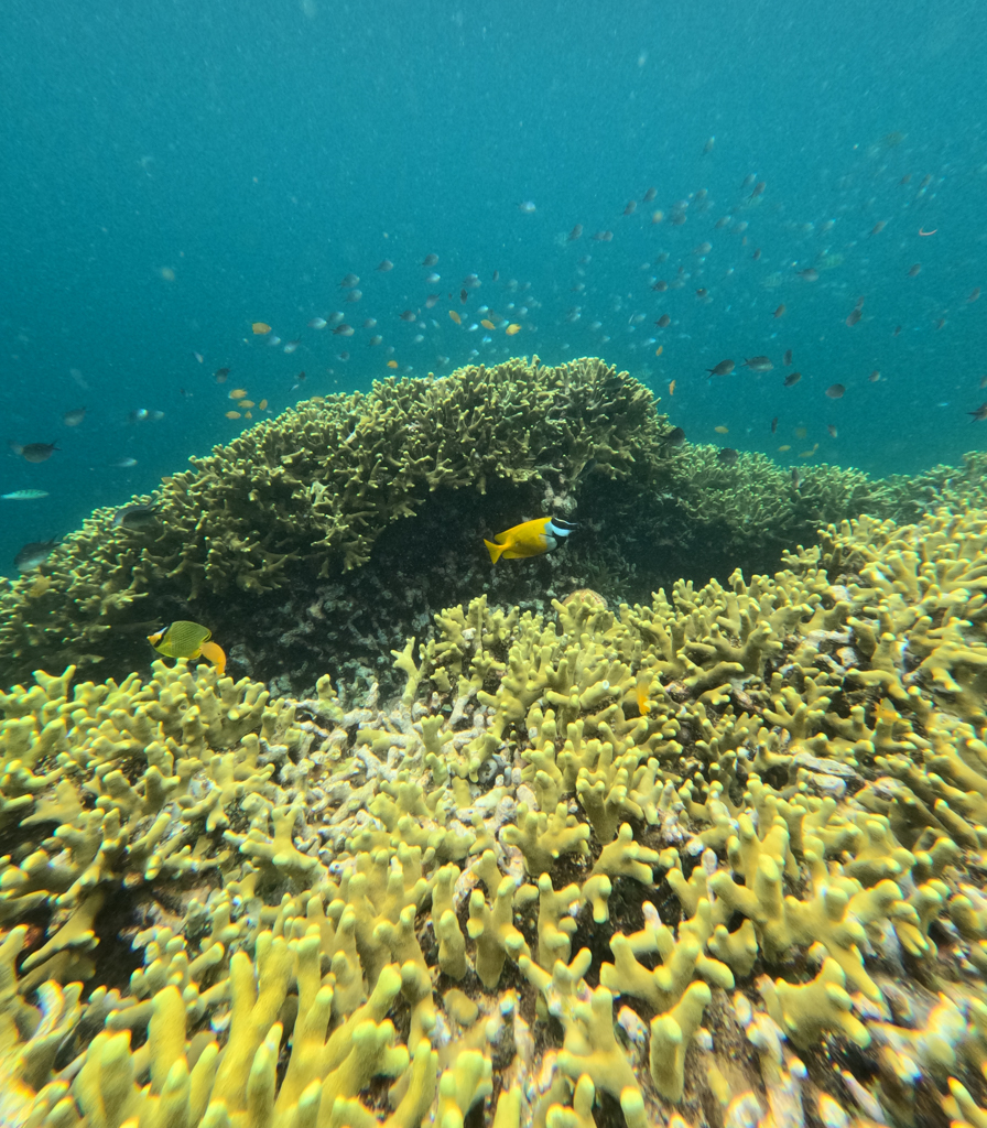 Wir tauchen ein in die Unterwasserwelt von Bali..