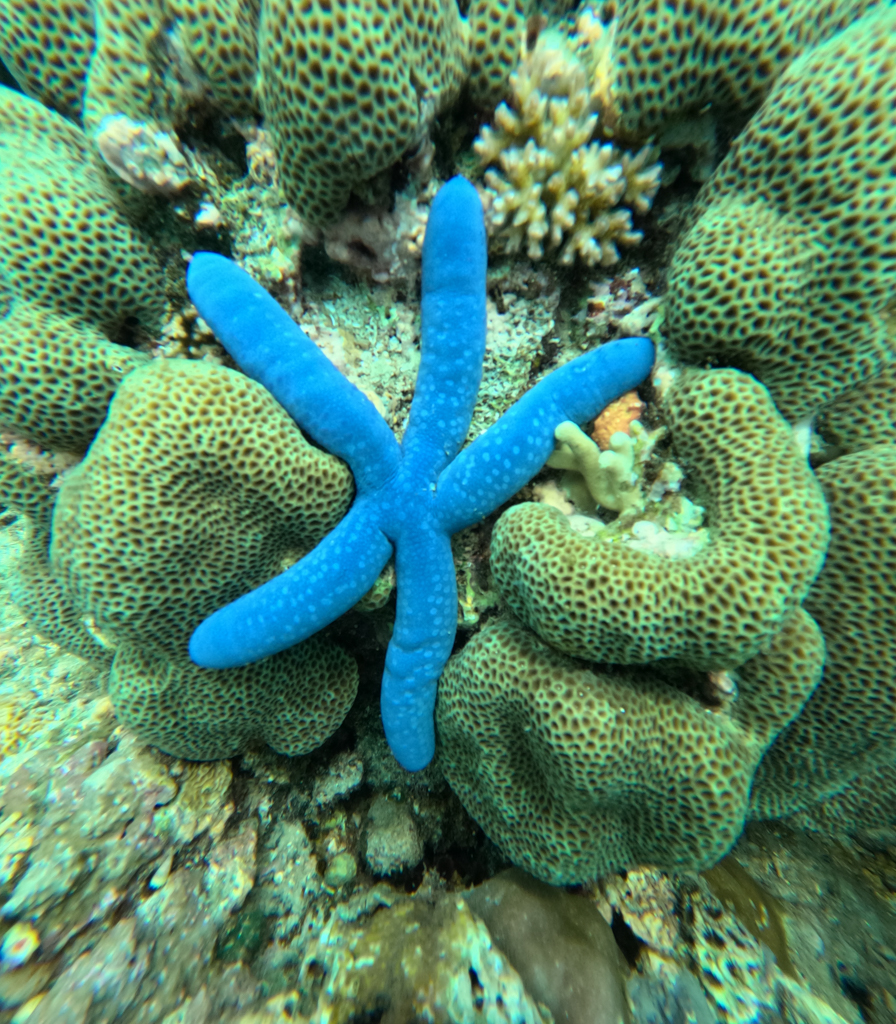 Ein leuchtend blauer Seestern zwischen all den Korallen