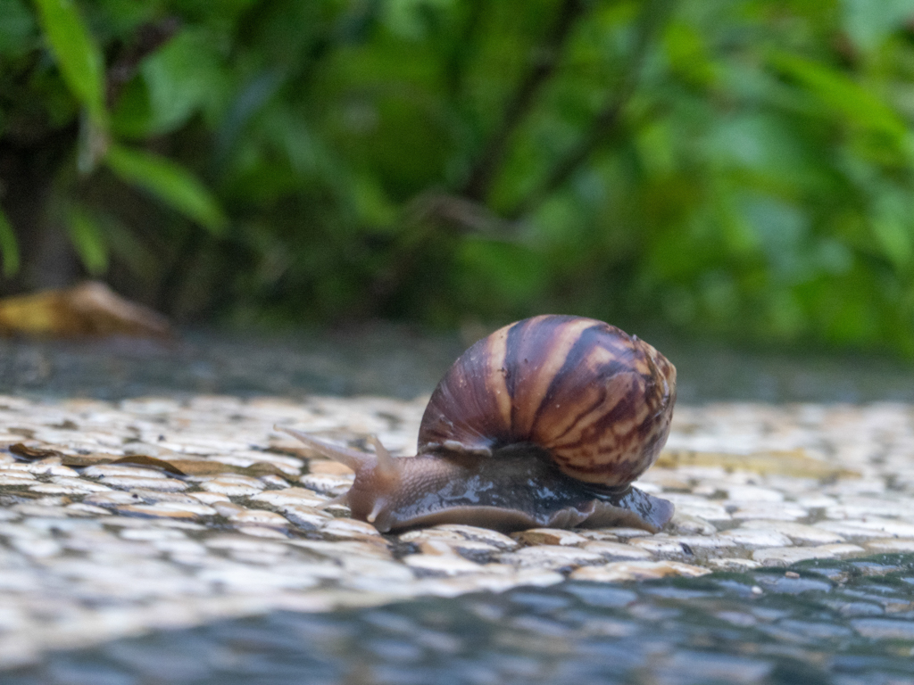 Eine Schnecke sucht sich ihren Weg über das Mosaik