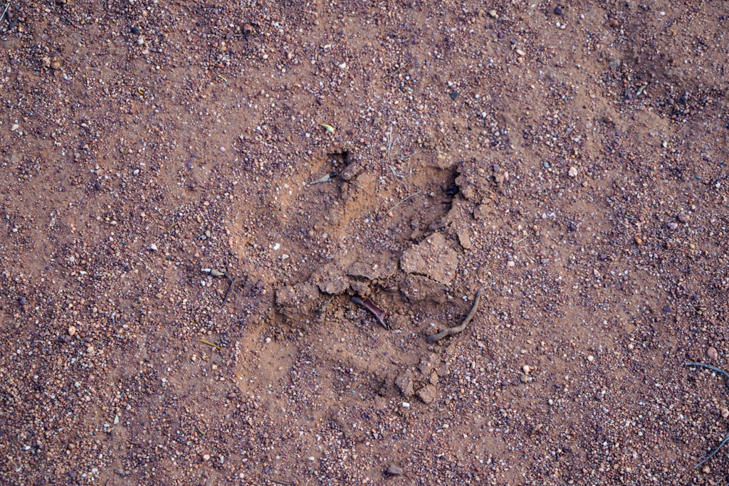 Spuren im Sand. Hier war ein Känguru unterwegs...