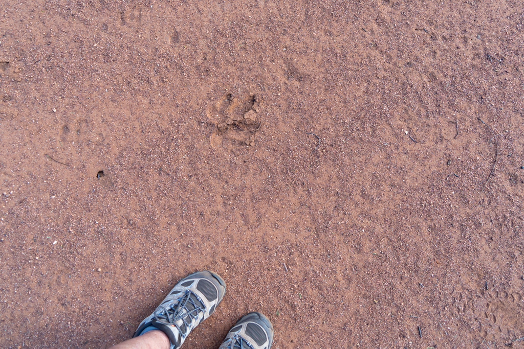 Spuren im Sand. Hier war ein Känguru unterwegs...