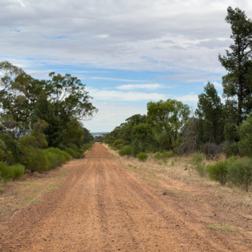 „Muusbeiallei“ im Cocoparra National Park