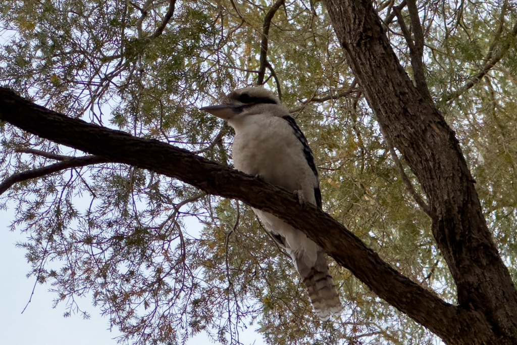 Ein lachender Hans- hier Kookaburra genannt, schaut Jo bei der Arbeit zu