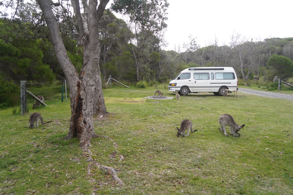 Kängurus kommen am Nami auf den Platz. Wir im Gillards Campground..