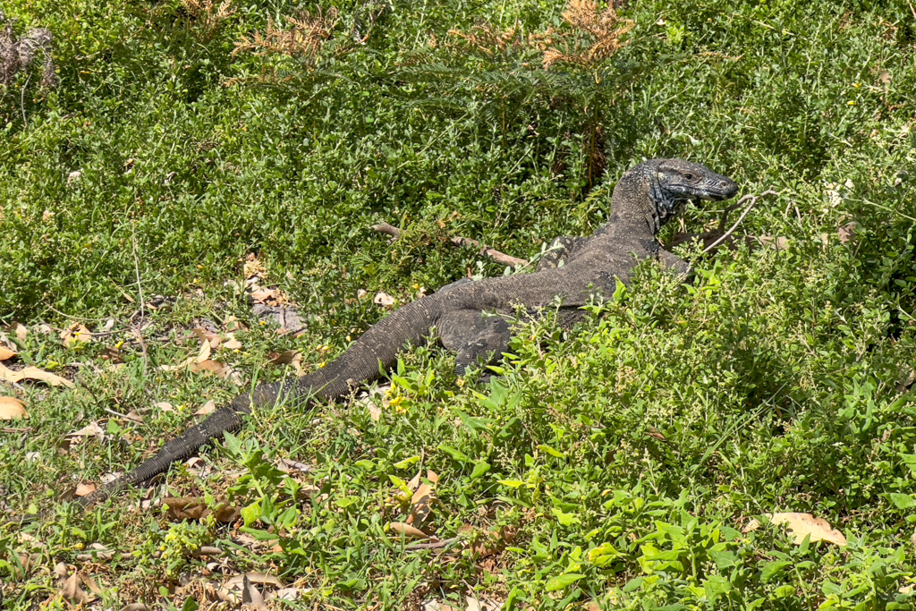 Ein Waran schlängelt sich in der Mittagshitze durch den Campground
