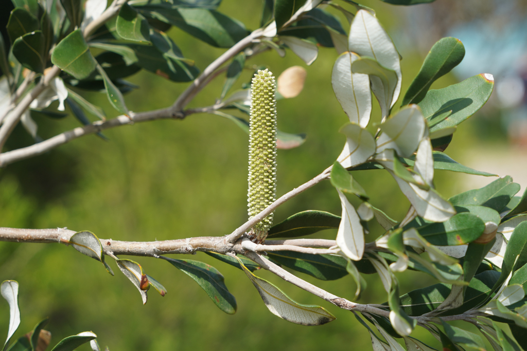 Eine immergrüne Küsten-Bankise Banksia-integrifolia