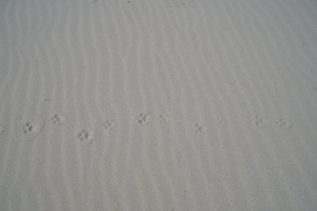 Auch Hunde waren hier unterwegs...
