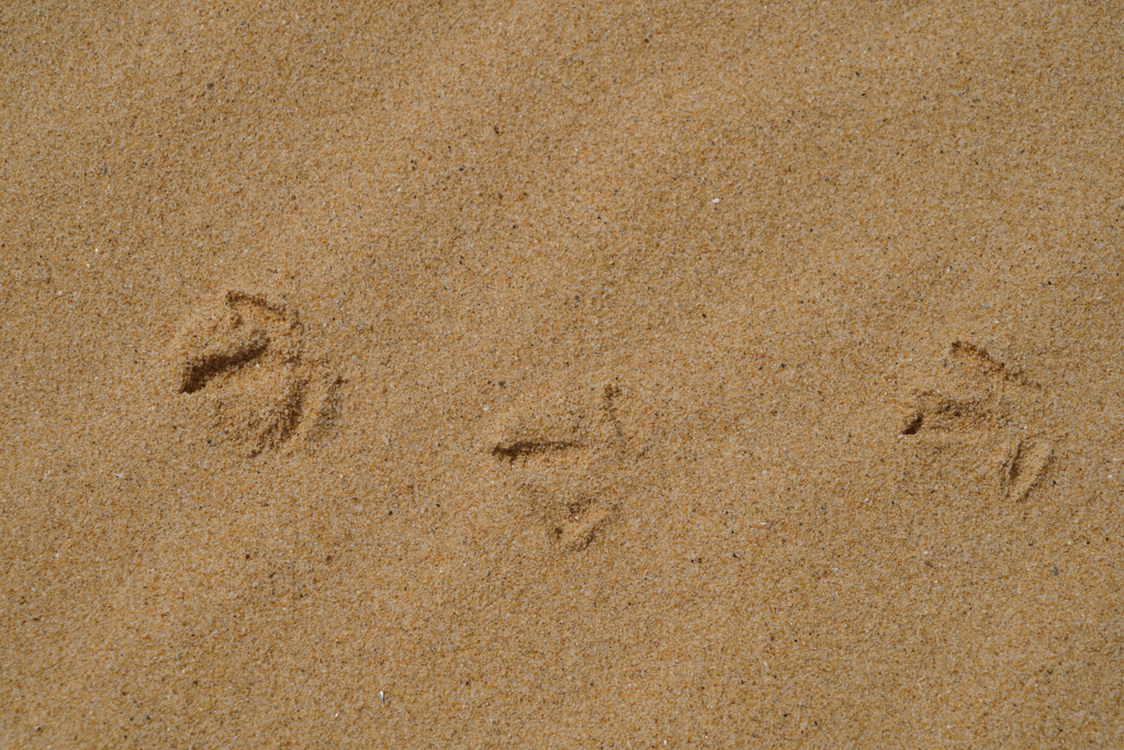 Emuspuren im Sand...