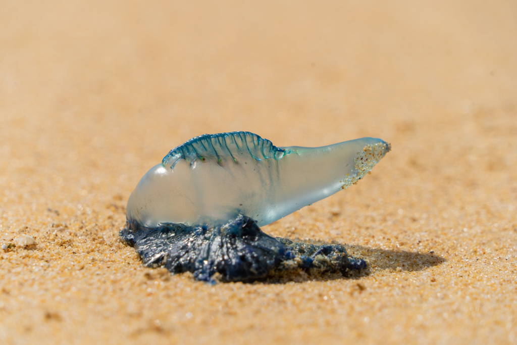 Eine Bluebottle, oder auch Seeblase Physalia-utriculus