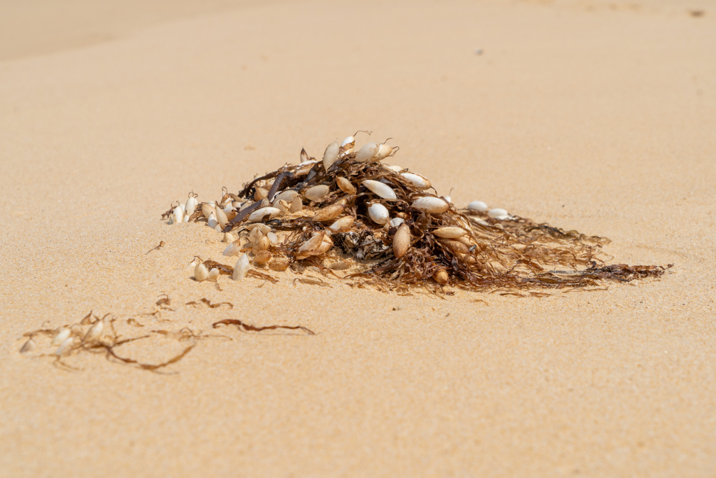 Seepocken sind auch immer am Strand