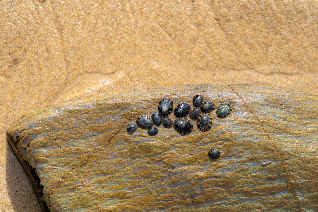 Ein paar Muscheln kleben am Felsen fest...