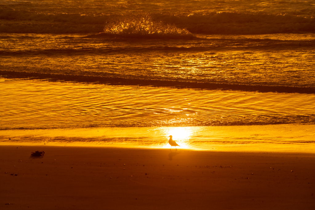 Sonnenuntergang an der Beach vom Gillards Campground. Kleine Möwen am Strand im goldenen Sonnenlicht